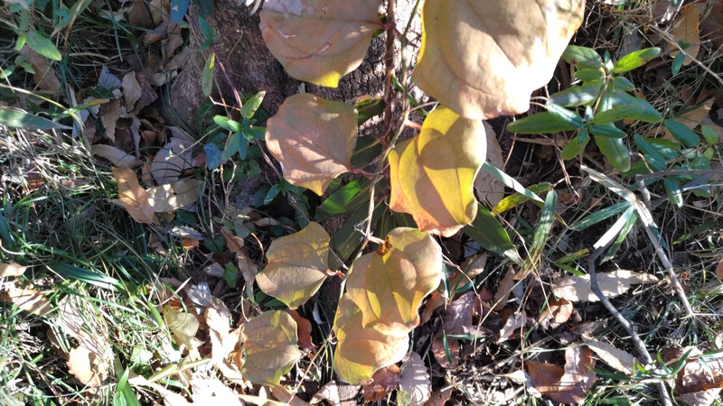サルトリイバラ、スイカズラ 横浜市旭区大池町こども自然公園