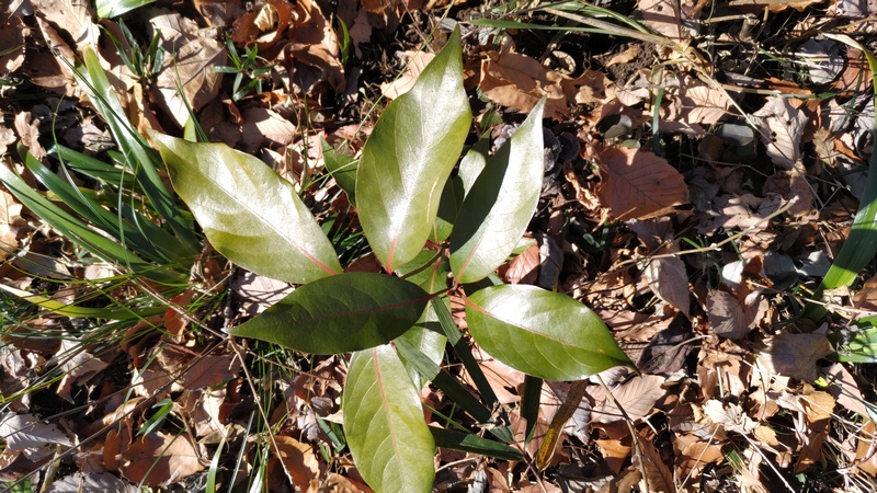 アカガシ 横浜市旭区大池町こども自然公園