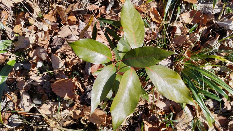 アカガシ 横浜市旭区大池町こども自然公園