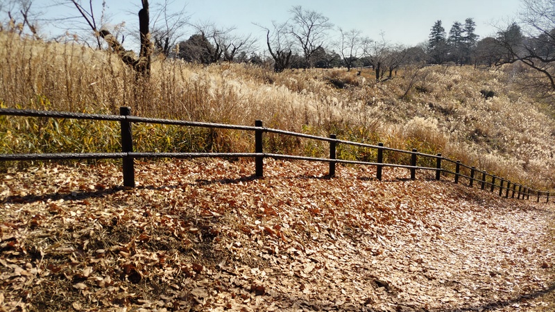 ススキ 横浜市旭区大池町こども自然公園