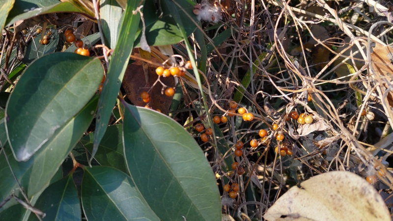 トウネズミモチの葉とヘクソカズラの果実 横浜市旭区大池町こども自然公園