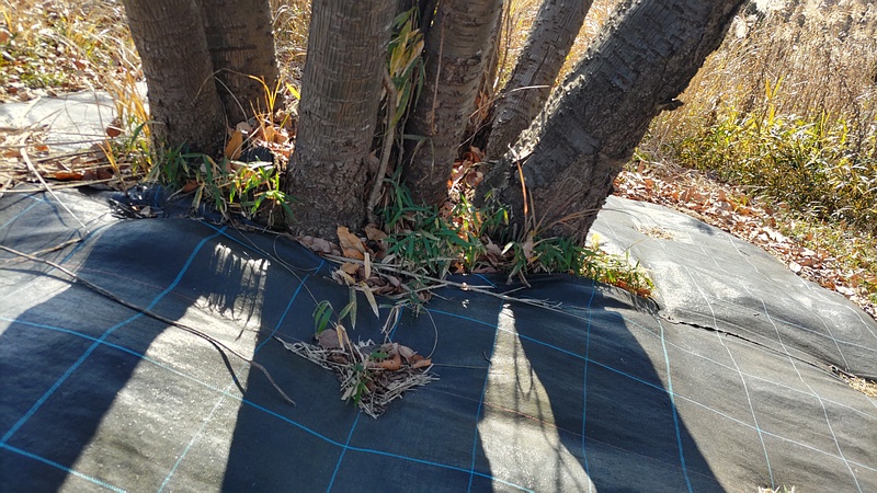 ソメイヨシノの防草シート 横浜市旭区大池町こども自然公園