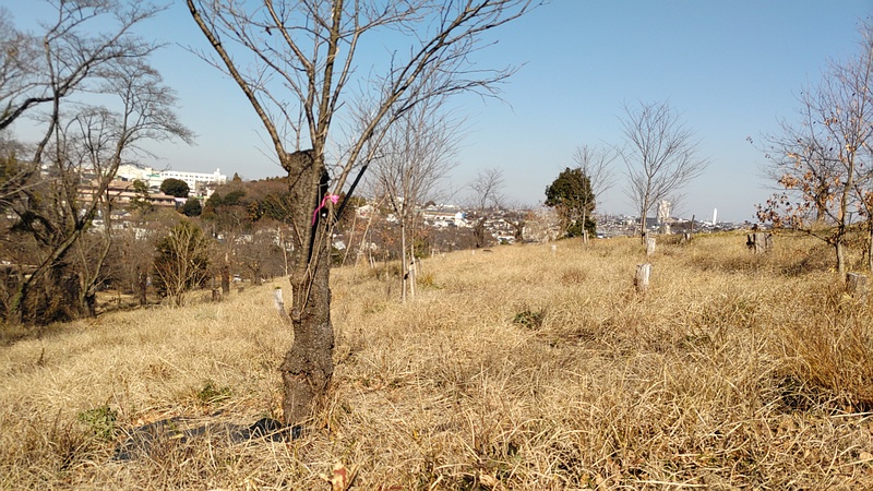 ソメイヨシノ 横浜市旭区大池町こども自然公園
