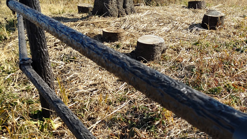 ソメイヨシノ 横浜市旭区大池町こども自然公園