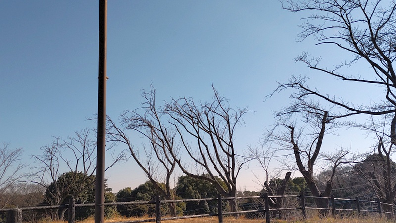 ソメイヨシノ 横浜市旭区大池町こども自然公園