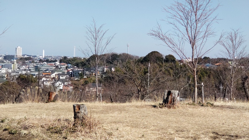 ソメイヨシノの切株 横浜市旭区大池町こども自然公園