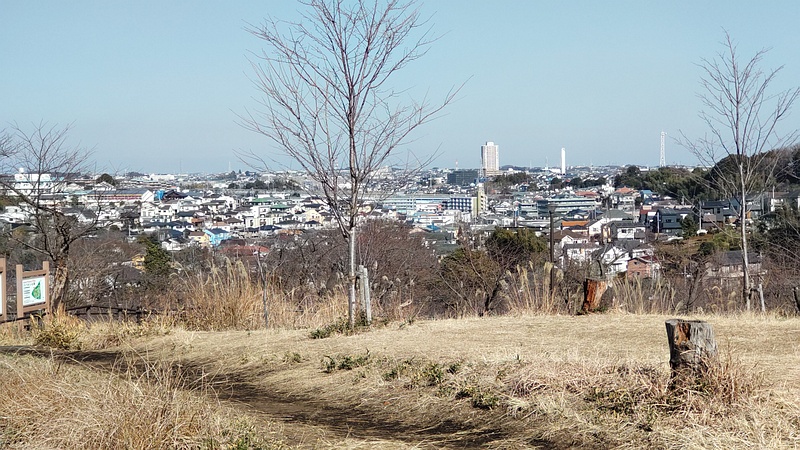 ソメイヨシノの切株 横浜市旭区大池町こども自然公園
