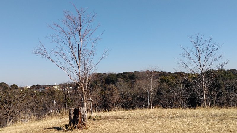 ソメイヨシノの切株とジンダイアケボノ 横浜市旭区大池町こども自然公園