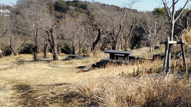 ソメイヨシノ 横浜市旭区大池町こども自然公園