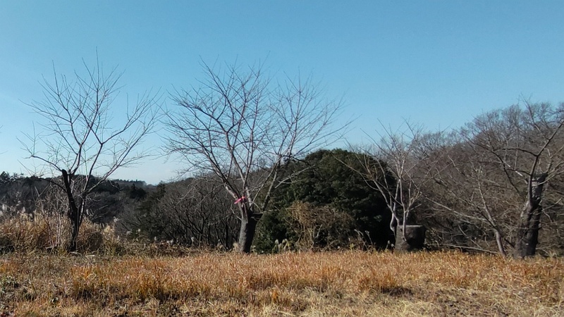 ソメイヨシノ 横浜市旭区大池町こども自然公園
