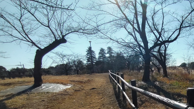ソメイヨシノの防草シート 横浜市旭区大池町こども自然公園