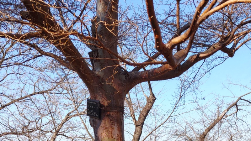 シャラノキの名札 横浜市旭区大池町こども自然公園