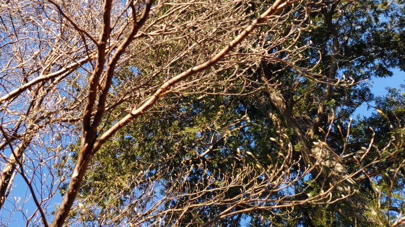 シャラノキ 横浜市旭区大池町こども自然公園