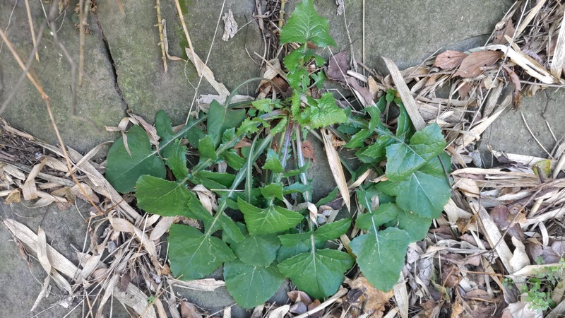 ノゲシ 横浜市旭区大池町こども自然公園