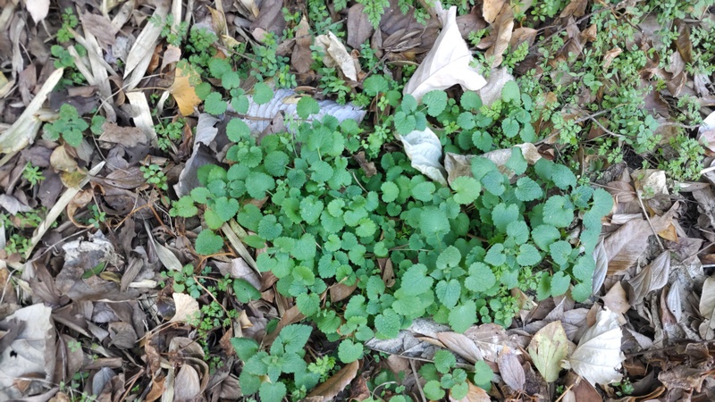 カキドオシ 横浜市旭区大池町こども自然公園