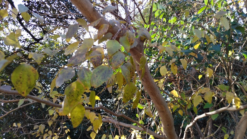 ミツバアケビ 横浜市旭区大池町こども自然公園