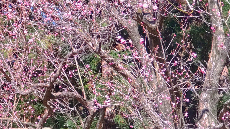 ウメ 横浜市旭区大池町こども自然公園