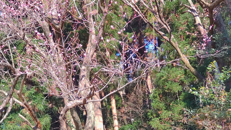 ウメ 横浜市旭区大池町こども自然公園