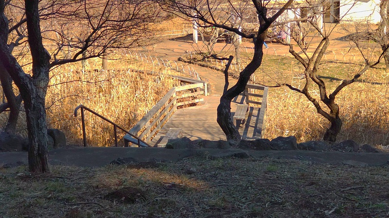 梅林 横浜市旭区大池町こども自然公園