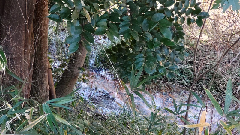 スダジイ 横浜市旭区大池町こども自然公園