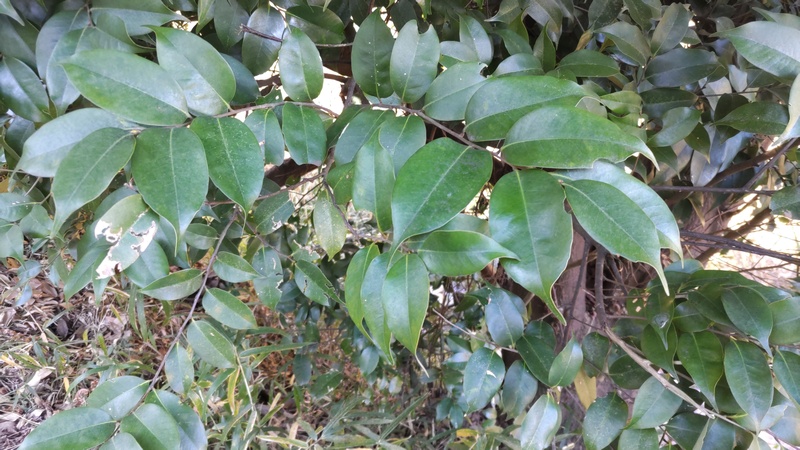 スダジイ 横浜市旭区大池町こども自然公園