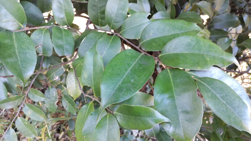 スダジイ 横浜市旭区大池町こども自然公園