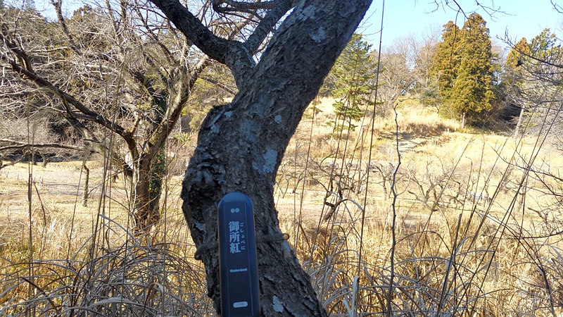 梅林 横浜市旭区大池町こども自然公園