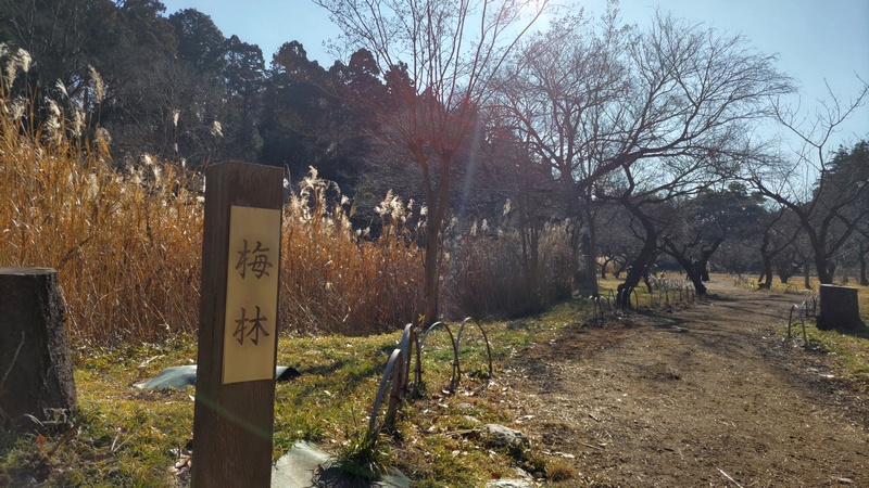 梅林 横浜市旭区大池町こども自然公園