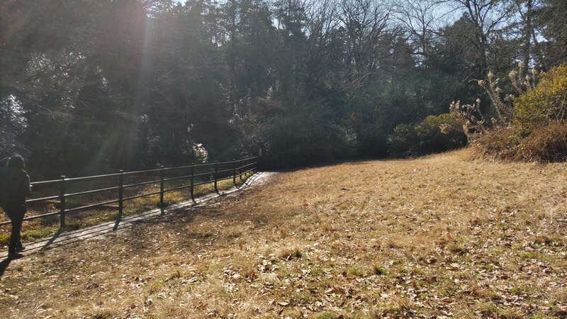 ゲンジボタル生息地 横浜市旭区大池町こども自然公園
