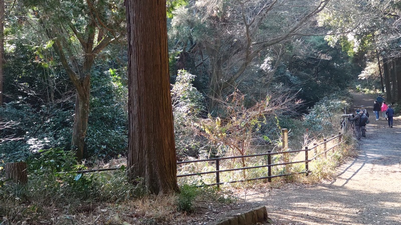ゲンジボタル生息地 横浜市旭区大池町こども自然公園