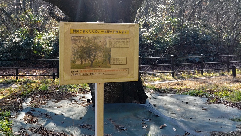 一本桜の治療に使われる防草シート 横浜市旭区大池町こども自然公園