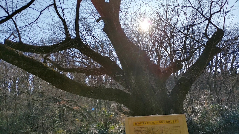 一本桜の治療 横浜市旭区大池町こども自然公園