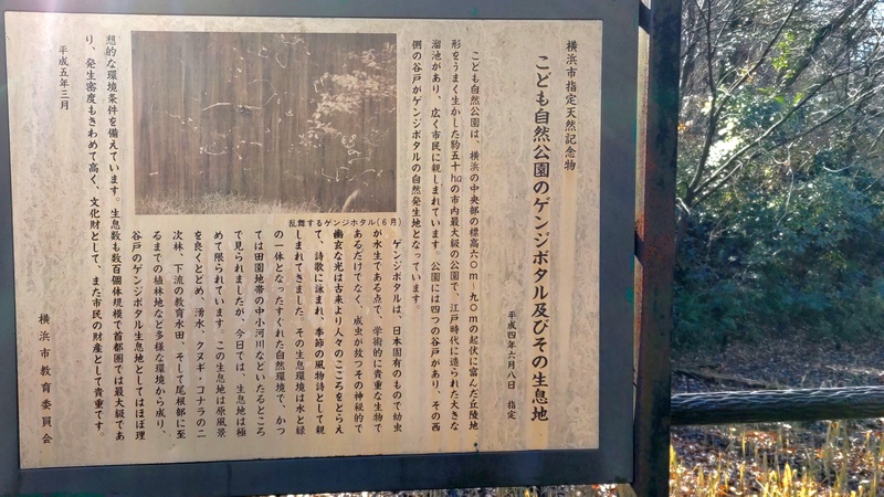 ゲンジボタル及びその生息地 横浜市旭区大池町こども自然公園