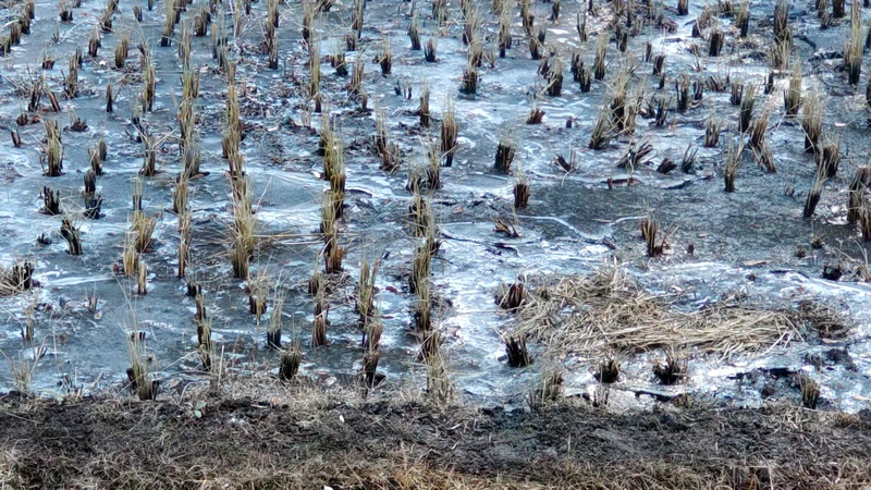 氷が張った田んぼ 横浜市旭区大池町こども自然公園