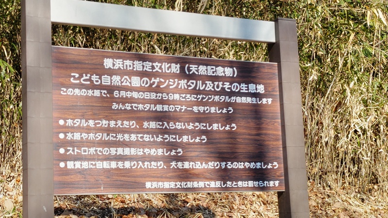 ゲンジボタル及びその生息地 横浜市旭区大池町こども自然公園