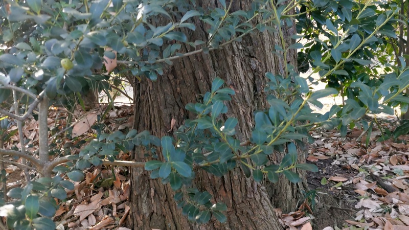 弁財天のフェイジョアの果実 横浜市旭区大池町こども自然公園