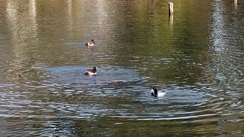 クビワキンクロ 横浜市旭区大池町こども自然公園