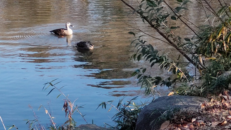 カルガモ 横浜市旭区大池町こども自然公園