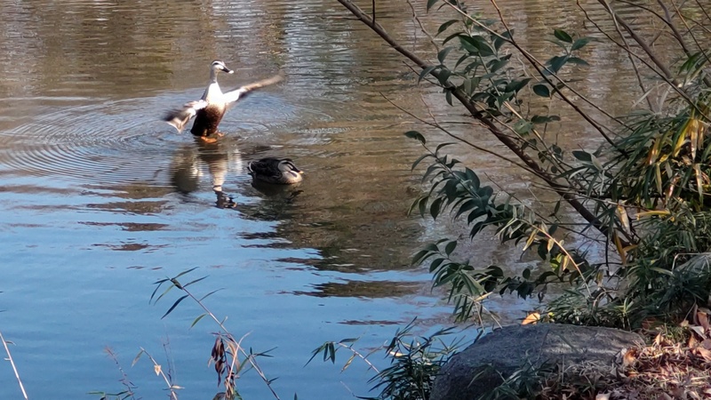 カルガモ 横浜市旭区大池町こども自然公園
