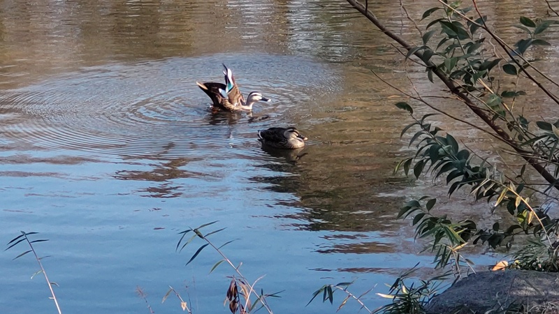 カルガモ 横浜市旭区大池町こども自然公園
