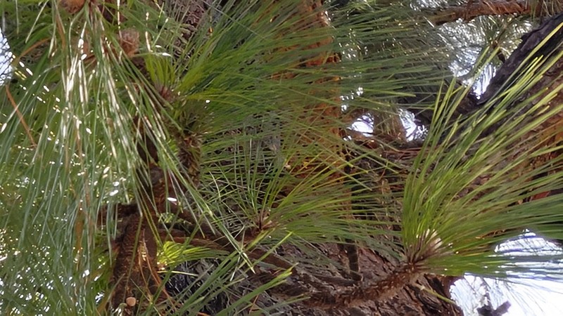 ダイオウショウ 横浜市旭区大池町こども自然公園