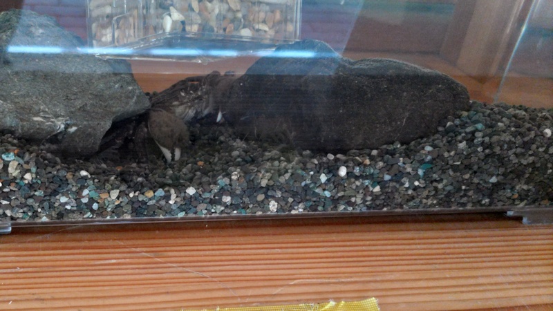 モクズガニの水槽 横浜市旭区大池町こども自然公園