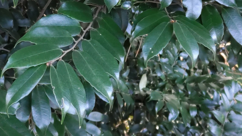 スダジイ 横浜市旭区希望が丘ふれあいの森公園