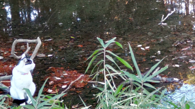 湧水池 横浜市旭区希望が丘水の森公園