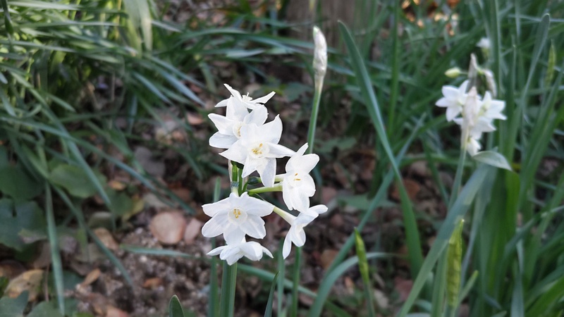 シロバナスイセン 横浜市旭区希望が丘水の森公園