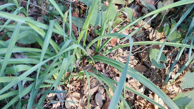 シロバナスイセン 横浜市旭区希望が丘水の森公園