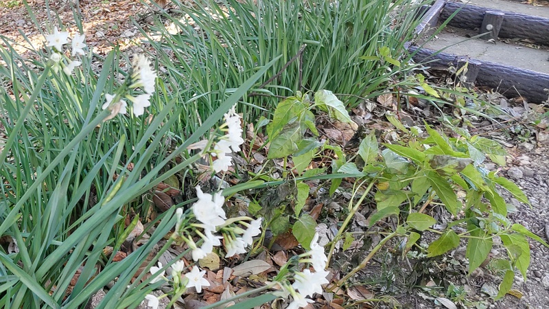 シロバナスイセン 横浜市旭区希望が丘水の森公園