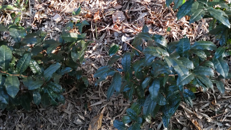 チャノキ 横浜市旭区中希望が丘