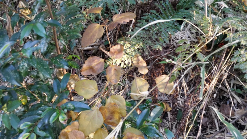 ミツバアケビ 横浜市旭区中希望が丘