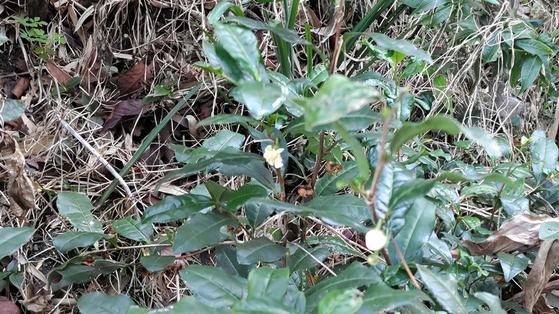 チャノキ 横浜市旭区中希望が丘